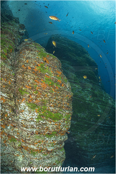 Ilha do Faial, Azores, Portugal, Atlantic ocean, Reef, Rocks, Wall