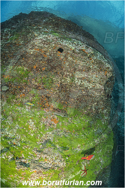 Ilha do Faial, Azores, Portugal, Atlantic ocean, Reef, Green algae, Algae