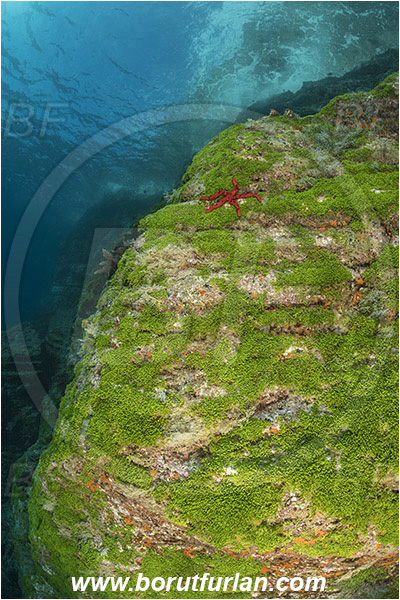 Ilha do Faial, Azores, Portugal, Atlantic ocean, Reef, Green algae, Algae