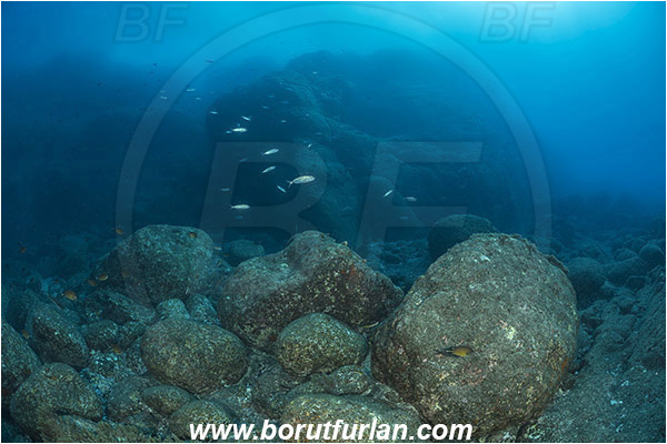 Ilha do Pico, Azores, Portugal, Atlantic ocean, Reef, Rocks