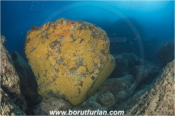 Ilha do Pico, Azores, Portugal, Atlantic ocean, Parazoanthus axinellae, Parazoanthus, Parazoanthidae, Yellow cluster anemone, Anemone, Anthozoa, Cnidaria, Cnidarian, Reef, Rocks