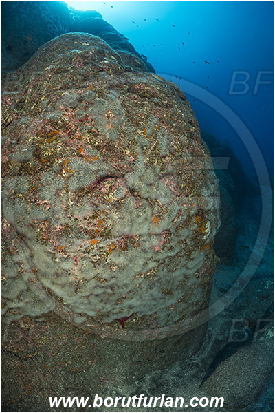 Ilha do Pico, Azores, Portugal, Atlantic ocean, Sea squirt, Ascidiacea, Tunicata, Tunicate, Colony of tunicates, Unidentified, Reef, Rocks