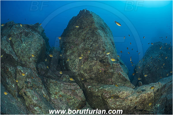 Ilha do Pico, Azores, Portugal, Atlantic ocean, Chromis limbata, Chromis, Pomacentridae, Atlantic damselfish, Damselfish, Fish, Reef, Rocks