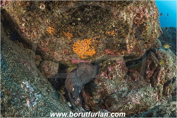 Ilha do Pico, Azores, Portugal, Atlantic ocean, Muraena augusti, Muraena, Muraenidae, Black moray, Moray, Fish, Reef, Rocks