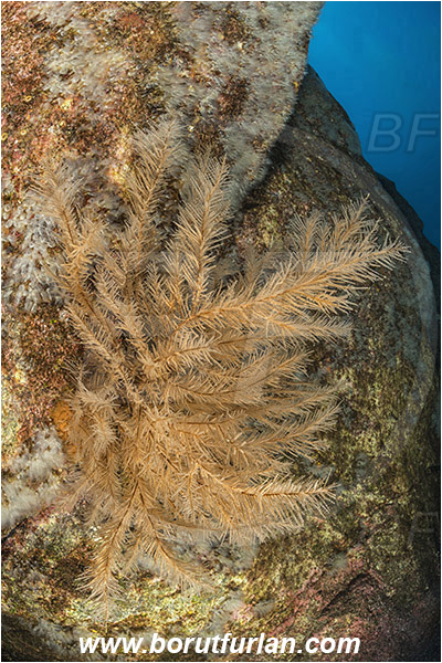 Ilha do Pico, Azores, Portugal, Atlantic ocean, Antipathella sp., Antipathella, Myriopathidae, Black coral, Coral, Anthozoa, Cnidaria, Cnidarian, Reef