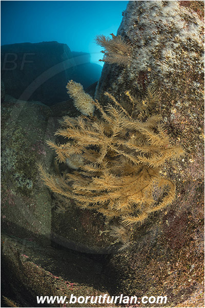 Ilha do Pico, Azores, Portugal, Atlantic ocean, Antipathella sp., Antipathella, Myriopathidae, Black coral, Coral, Anthozoa, Cnidaria, Cnidarian, Reef