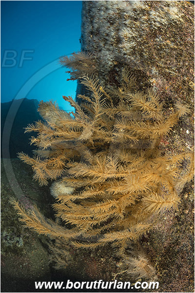 Ilha do Pico, Azores, Portugal, Atlantic ocean, Antipathella sp., Antipathella, Myriopathidae, Black coral, Coral, Anthozoa, Cnidaria, Cnidarian, Reef
