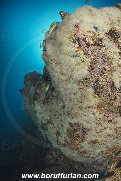 Ilha do Pico, Azores, Portugal, Atlantic ocean, Sea squirt, Ascidiacea, Tunicata, Tunicate, Colony of tunicates, Unidentified, Reef, Rocks