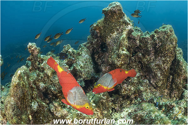 Ilha do Pico, Azores, Portugal, Atlantic ocean, Sparisoma cretense, Sparisoma, Scaridae, Mediterranean parrotfish, Parrotfish, Wrasse, Fish, Female, Reef