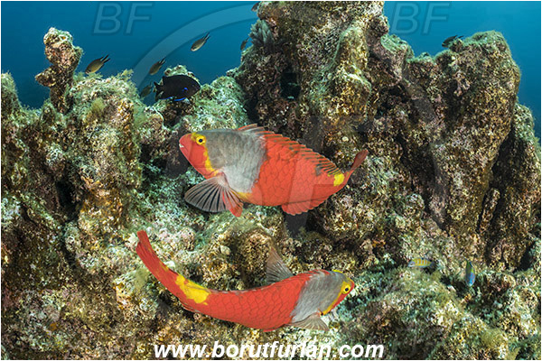 Ilha do Pico, Azores, Portugal, Atlantic ocean, Sparisoma cretense, Sparisoma, Scaridae, Mediterranean parrotfish, Parrotfish, Wrasse, Fish, Female, Reef
