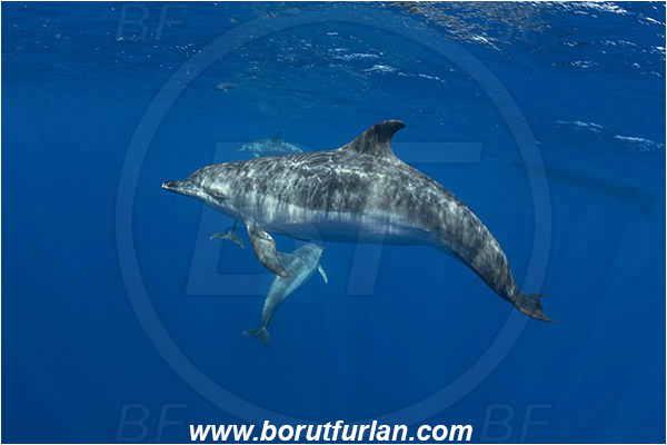 Azores, Portugal, Atlantic ocean, Tursiops truncatus, Tursiops, Delphinidae, Cetartiodactyla, Bottlenose Dolphin, Dolphin, Mammalia, Mammal