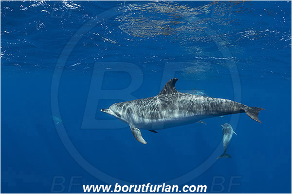 Azores, Portugal, Atlantic ocean, Tursiops truncatus, Tursiops, Delphinidae, Cetartiodactyla, Bottlenose Dolphin, Dolphin, Mammalia, Mammal