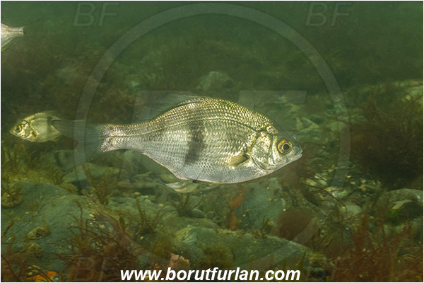 Nanaimo area, Vancouver island, British Columbia, Canada, Pacific ocean, Phanerodon vacca, Phanerodon, Embiotocidae, Pile perch, Fish
