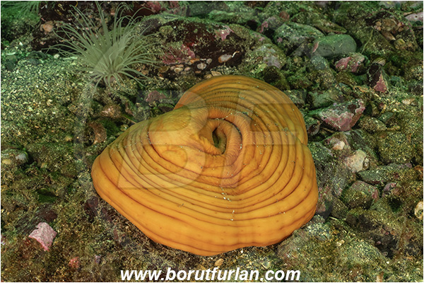 Nanaimo area, Vancouver island, British Columbia, Canada, Pacific ocean, Metridium farcimen, Metridium, Metridiidae, Anthozoa, Cnidaria, Cnidarian, Giant plumose anemone, Anemone