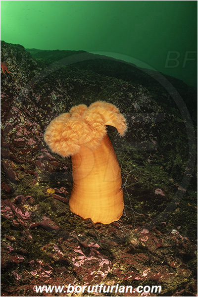 Nanaimo area, Vancouver island, British Columbia, Canada, Pacific ocean, Metridium farcimen, Metridium, Metridiidae, Anthozoa, Cnidaria, Cnidarian, Giant plumose anemone, Anemone