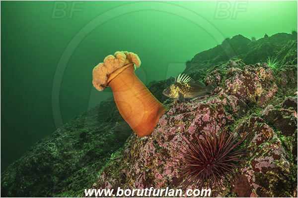 Nanaimo area, Vancouver island, British Columbia, Canada, Pacific ocean, Metridium farcimen, Metridium, Metridiidae, Anthozoa, Cnidaria, Cnidarian, Giant plumose anemone, Anemone