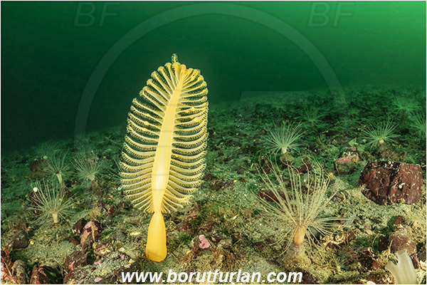 Nanaimo area, Vancouver island, British Columbia, Canada, Pacific ocean, Ptilosarcus gurneyi, Ptilosarcus, Pennatulidae, Orange sea pen, Soft coral, Coral, Anthozoa, Cnidaria, Cnidarian
