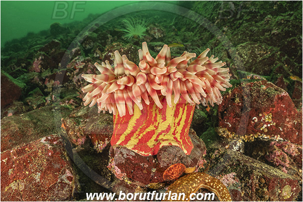 Nanaimo area, Vancouver island, British Columbia, Canada, Pacific ocean, Urticina crassicornis, Urticina, Actiniidae, Anthozoa, Cnidaria, Cnidarian, Painted anemone, Mottled anemone, Anemone