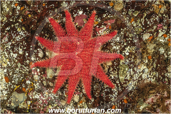 Nanaimo area, Vancouver island, British Columbia, Canada, Pacific ocean, Crossaster papposus, Crossaster, Solasteridae, Asteroidea, Echinodermata, Echinoderm, Rose starfish, Starfish