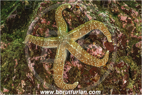 Nanaimo area, Vancouver island, British Columbia, Canada, Pacific ocean, Evasterias troscheli, Evasterias, Asteriidae, Asteroidea, Echinodermata, Echinoderm, Mottled starfish, Starfish