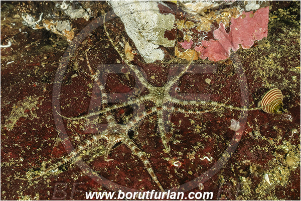 Campbell river area, Vancouver island, British Columbia, Canada, Pacific ocean, Ophiura luetkeni, Ophiura, Ophiuridae, Ophiuroidea, Echinodermata, Echinoderm, Gray brittle starr, Brittle star