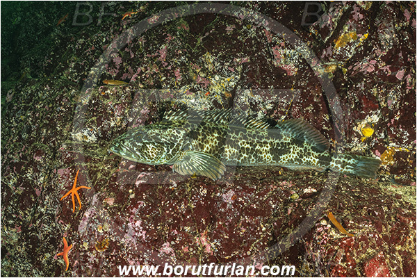Port Hardy area, Vancouver island, British Columbia, Canada, Pacific ocean, Ophiodon elongatus, Ophiodon, Hexagrammidae, Lingcod, Fish, Reef