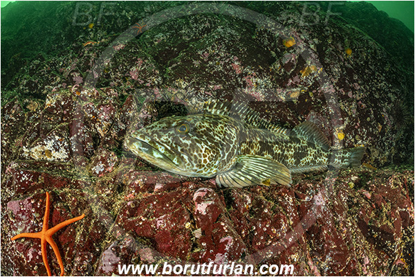 Port Hardy area, Vancouver island, British Columbia, Canada, Pacific ocean, Ophiodon elongatus, Ophiodon, Hexagrammidae, Lingcod, Fish, Reef