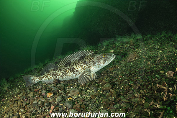 Port Hardy area, Vancouver island, British Columbia, Canada, Pacific ocean, Ophiodon elongatus, Ophiodon, Hexagrammidae, Lingcod, Fish, Reef