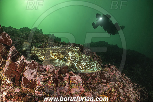Port Hardy area, Vancouver island, British Columbia, Canada, Pacific ocean, Ophiodon elongatus, Ophiodon, Hexagrammidae, Lingcod, Fish, Reef, Diver