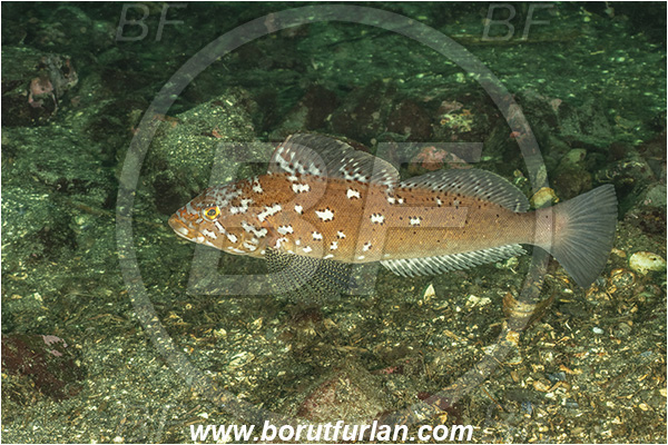 Nanaimo area, Vancouver island, British Columbia, Canada, Pacific ocean, Hexagrammos decagrammus, Hexagrammos, Hexagrammidae, Kelp greenling, Fish, Male, Greenling