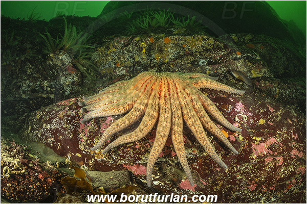 Nanaimo area, Vancouver island, British Columbia, Canada, Pacific ocean, Pycnopodia helianthoides, Pycnopodia, Asteriidae, Asteroidea, Echinodermata, Echinoderm, Sunflower starfish, Starfish, Reef