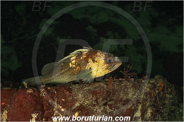 Nanaimo area, Vancouver island, British Columbia, Canada, Pacific ocean, Sebastes maliger, Sebastes, Sebastidae, Quillback rockfish, Rockfish, Fish