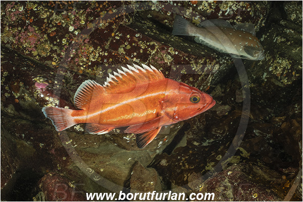 Nanaimo area, Vancouver island, British Columbia, Canada, Pacific ocean, Sebastes ruberrimus, Sebastes, Sebastidae, Yelloweye rockfish, Rockfish, Fish