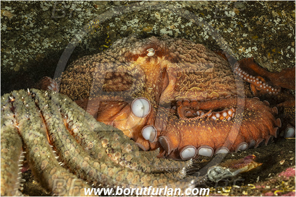 Nanaimo area, Vancouver island, British Columbia, Canada, Pacific ocean, Enteroctopus dofleini, Enteroctopus, Enteroctopodidae, Cephalopoda, Mollusca, Mollusc, Giant Pacific octopus, Octopus