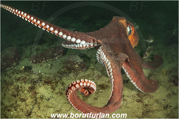 Nanaimo area, Vancouver island, British Columbia, Canada, Pacific ocean, Enteroctopus dofleini, Enteroctopus, Enteroctopodidae, Cephalopoda, Mollusca, Mollusc, Giant Pacific octopus, Octopus
