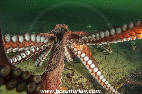 Nanaimo area, Vancouver island, British Columbia, Canada, Pacific ocean, Enteroctopus dofleini, Enteroctopus, Enteroctopodidae, Cephalopoda, Mollusca, Mollusc, Giant Pacific octopus, Octopus