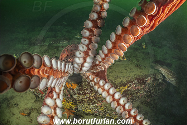Nanaimo area, Vancouver island, British Columbia, Canada, Pacific ocean, Enteroctopus dofleini, Enteroctopus, Enteroctopodidae, Cephalopoda, Mollusca, Mollusc, Giant Pacific octopus, Octopus