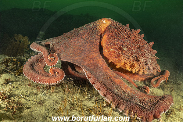 Nanaimo area, Vancouver island, British Columbia, Canada, Pacific ocean, Enteroctopus dofleini, Enteroctopus, Enteroctopodidae, Cephalopoda, Mollusca, Mollusc, Giant Pacific octopus, Octopus