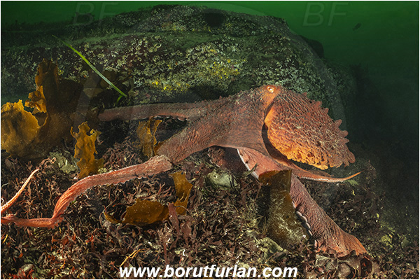 Nanaimo area, Vancouver island, British Columbia, Canada, Pacific ocean, Enteroctopus dofleini, Enteroctopus, Enteroctopodidae, Cephalopoda, Mollusca, Mollusc, Giant Pacific octopus, Octopus