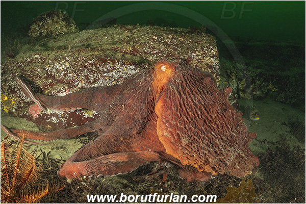 Nanaimo area, Vancouver island, British Columbia, Canada, Pacific ocean, Enteroctopus dofleini, Enteroctopus, Enteroctopodidae, Cephalopoda, Mollusca, Mollusc, Giant Pacific octopus, Octopus