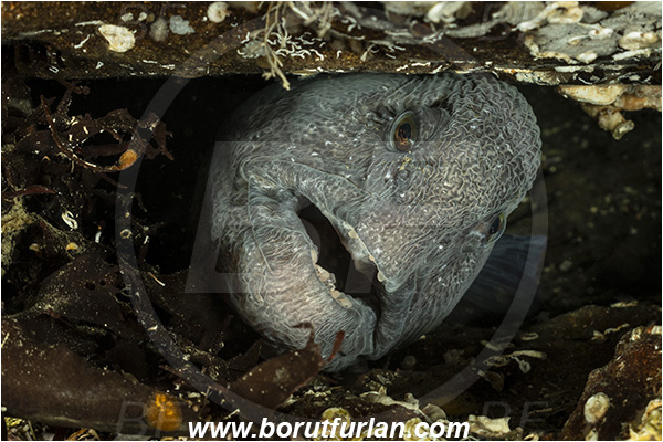 Nanaimo area, Vancouver island, British Columbia, Canada, Pacific ocean, Anarrhichthys ocellatus, Anarrhichthys, Anarhichadidae, Wolf-eel, Fish, Portrait