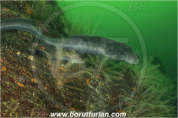 Nanaimo area, Vancouver island, British Columbia, Canada, Pacific ocean, Anarrhichthys ocellatus, Anarrhichthys, Anarhichadidae, Wolf-eel, Fish, Reef