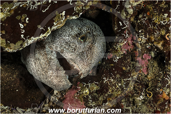 Nanaimo area, Vancouver island, British Columbia, Canada, Pacific ocean, Anarrhichthys ocellatus, Anarrhichthys, Anarhichadidae, Wolf-eel, Fish, Portrait