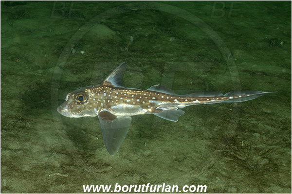 Nanaimo area, Vancouver island, British Columbia, Canada, Pacific ocean, Hydrolagus colliei, Hydrolagus, Chimaeridae, Holocephali, Spotted ratfish, Chimaera, Fish