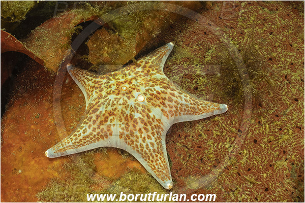 Nanaimo area, Vancouver island, British Columbia, Canada, Pacific ocean, Dermasterias imbricata, Dermasterias, Asteropseidae, Asteroidea, Echinodermata, Echinoderm, Leather starfish, Starfish