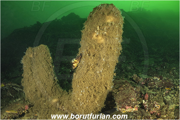 Nanaimo area, Vancouver island, British Columbia, Canada, Pacific ocean, Acanthascus (Rhabdocalyptus) dawsoni, Acanthascus, Rossellidae, Hexactinellida, Porifera, Sharp lipped boot sponge, Sponge