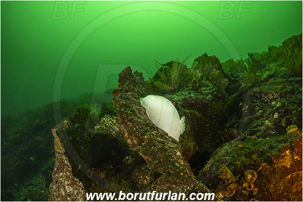 Nanaimo area, Vancouver island, British Columbia, Canada, Pacific ocean, Peltodoris lentiginosa, Peltodoris, Discodorididae, Gastropoda, Mollusca, Mollusc, Giant Freckled Dorid, Freckled pale sea lemon, Nudibranch, Reef
