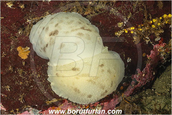 Nanaimo area, Vancouver island, British Columbia, Canada, Pacific ocean, Peltodoris lentiginosa, Peltodoris, Discodorididae, Gastropoda, Mollusca, Mollusc, Giant Freckled Dorid, Freckled pale sea lemon, Nudibranch, Mating