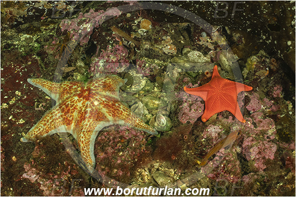 Nanaimo area, Vancouver island, British Columbia, Canada, Pacific ocean, Dermasterias imbricata, Dermasterias, Asteropseidae, Asteroidea, Echinodermata, Echinoderm, Leather starfish, Starfish, Mediaster aequalis, Mediaster, Goniasteridae, Red starfish