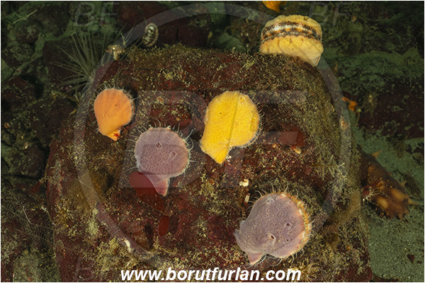 Nanaimo area, Vancouver island, British Columbia, Canada, Pacific ocean, Chlamys hastata, Chlamys, Pectinidae, Bivalvia, Mollusca, Mollusc, Spiny Scallop, Spiny pink scallop, Scallop, Shell